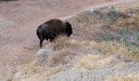buffaloe at CBS close up