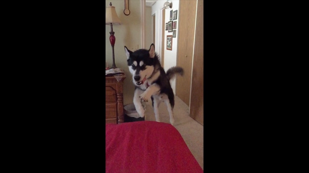 isaac-leap-into-bed-slow-mo